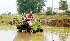 全市产粮区掀起夏种热潮